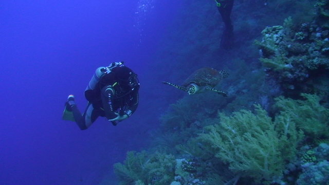 Scuba diver observing and close to a Hawksbill turtle