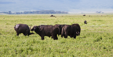 African Buffalo Herds in Ngorongoro
