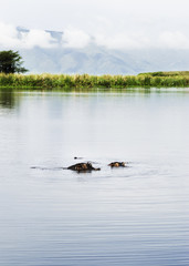 Hippopotomi bathing in Ngorongoro, Tanzania