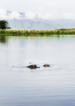 Hippopotomi bathing in Ngorongoro, Tanzania