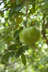 grenade fruit