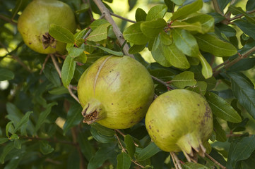 grenade fruit
