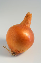 cipolla - Onion