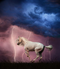 Obraz na płótnie Canvas White horse under thunder sky with lightning