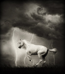White horse under thunder sky with lightning