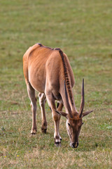 Eland, taurotragus oryx