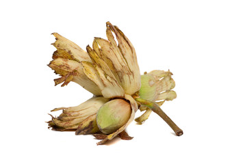 Cobnut - Hazelnut or Filbert