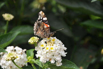 Papillon