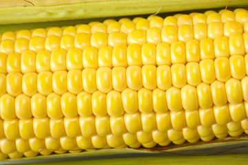 Fresh corn vegetable