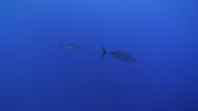 tracking shot of Yellow tail tuna,
