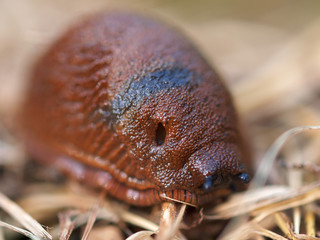 Nacktschnecke im Heu