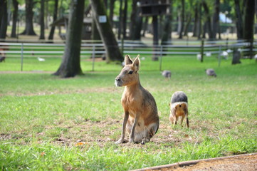 Mara dans les bois