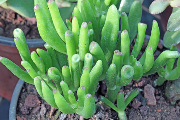 jeune plante succulente