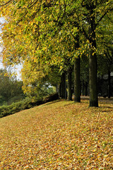 Naklejka premium herbst