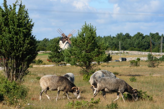 Schafe grasen auf F&aring;r&ouml; Gotland