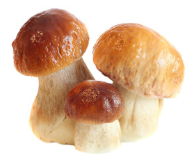 Boletus Edulis mushrooms isolated