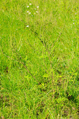 Ambrosia - Common Ragweed 07