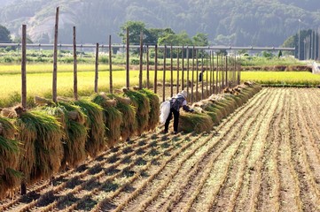 稲の乾燥