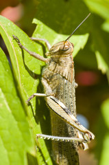 Locust on autumnal leaves of Virginia vine