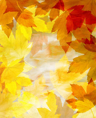 Naklejka na ściany i meble background from autumn leaves