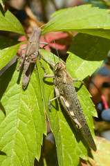 A couple of locusts on autumnal leaves of Virginia vine