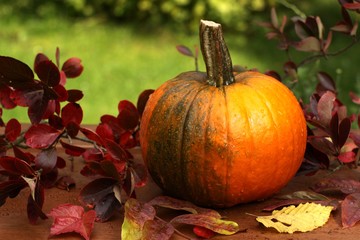 Pumpkin and leaves