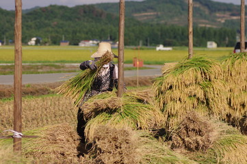 稲穂の天日乾燥