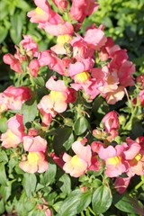 gueules de loup rose