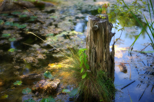Pond Stump