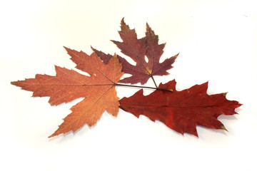 Fototapeta premium Herbstblätter
