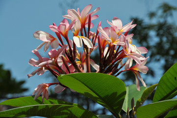 Frangipani