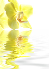 gelbe Orchidee