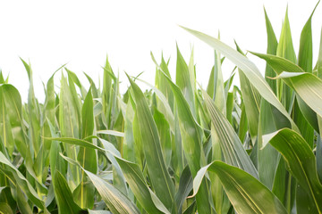 Fototapeta premium corn leaves
