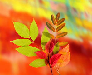 Autumn Leaves on a color background