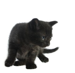 young cat