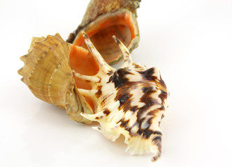 Sea shells. Shallow DOF.