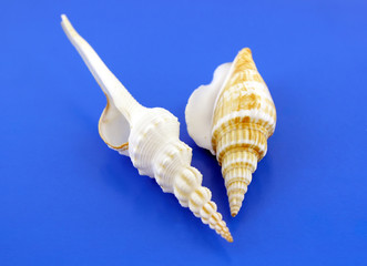 Two sea shells on the blue background.