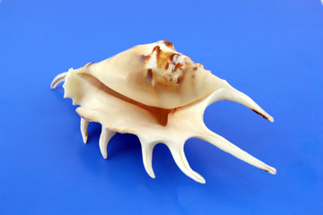 Fototapeta na wymiar Big sea shell