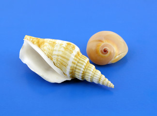 Two sea shells on the blue background.