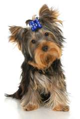 five-month puppy Yorkshire Terrier