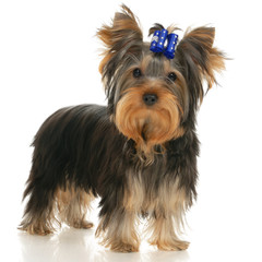 five-month puppy Yorkshire Terrier