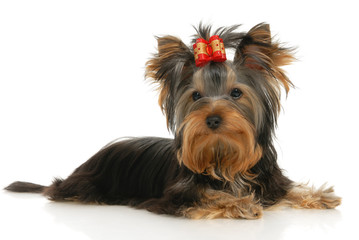 five-month puppy Yorkshire Terrier