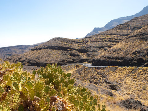 Chumberas canarias