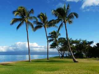 Three palms on the beach
