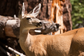 Deer in a forest