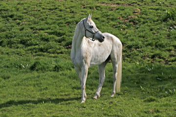 Araber-Pferd - Arabian horse in Germany
