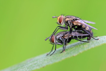 two muscidae insects mating