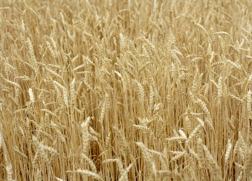 A field of ripe weat