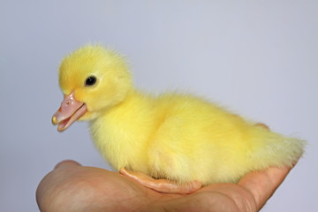 ducklings