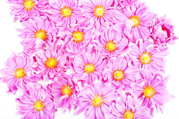 Obraz na płótnie Canvas pink daisies isolated